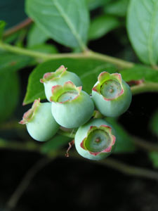 Growing organic lueberries