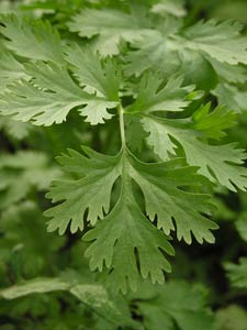 How to grow cilantro