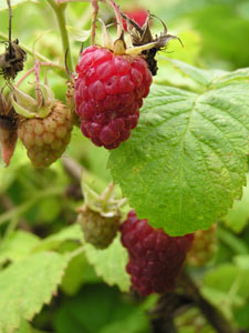 Growing Raspberries