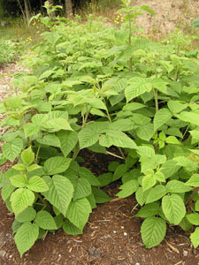 Raspberry Plants