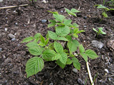 Baby Raspberry Plant