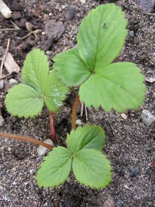 Baby strawberry plant