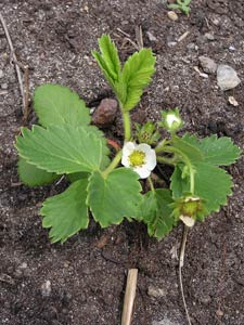 Strawberry flower