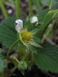 Strawberry forming