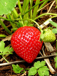 Ripe Strawberry