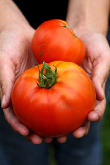 Tomato Plant