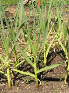 Grow your own garlic