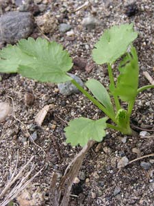 Cilantro first leaves