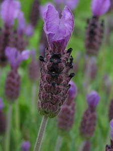 How to grow lavender