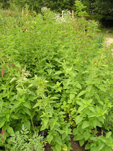 Grow your own fresh oregano
