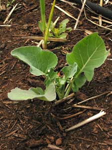 Baby Broccoli