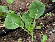 Growing Broccoli