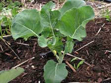 Maturing Broccoli