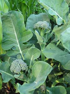 Broccoli Heads
