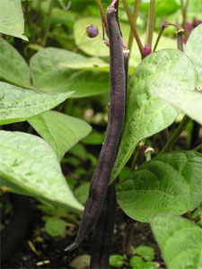 Growing Beans