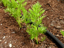 Growing Carrots