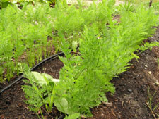 Mature Carrots