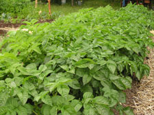 Growing Potatoes in the Northwest