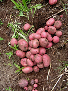 New Potatoes