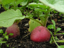 Growing Radishes