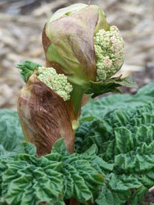 Rhubarb flower