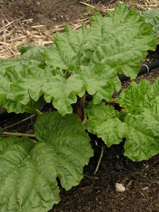 Transplanted Rhubarb