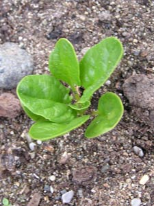 Baby Spinach
