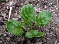 Growing Spinach