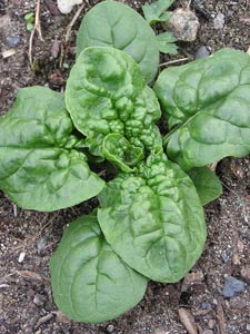 Spinach almost ready