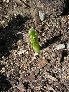 Growing peas from seed