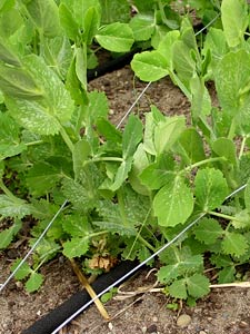 Growing organic peas