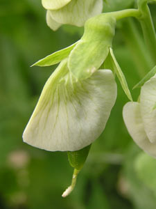 Organic peas