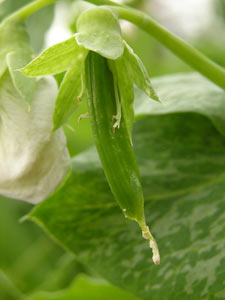 Growing peas in the Northwest